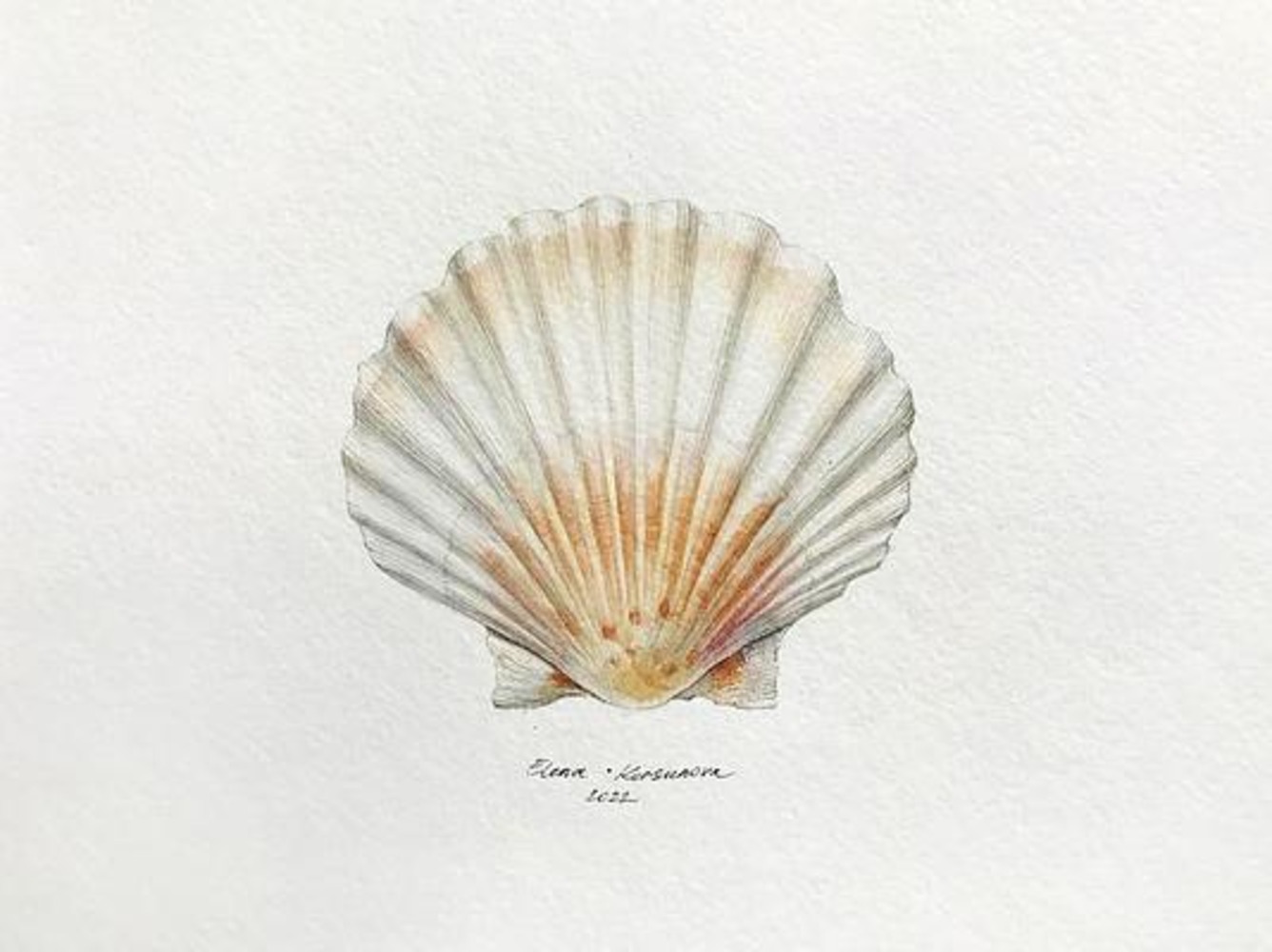 Sea Scallop