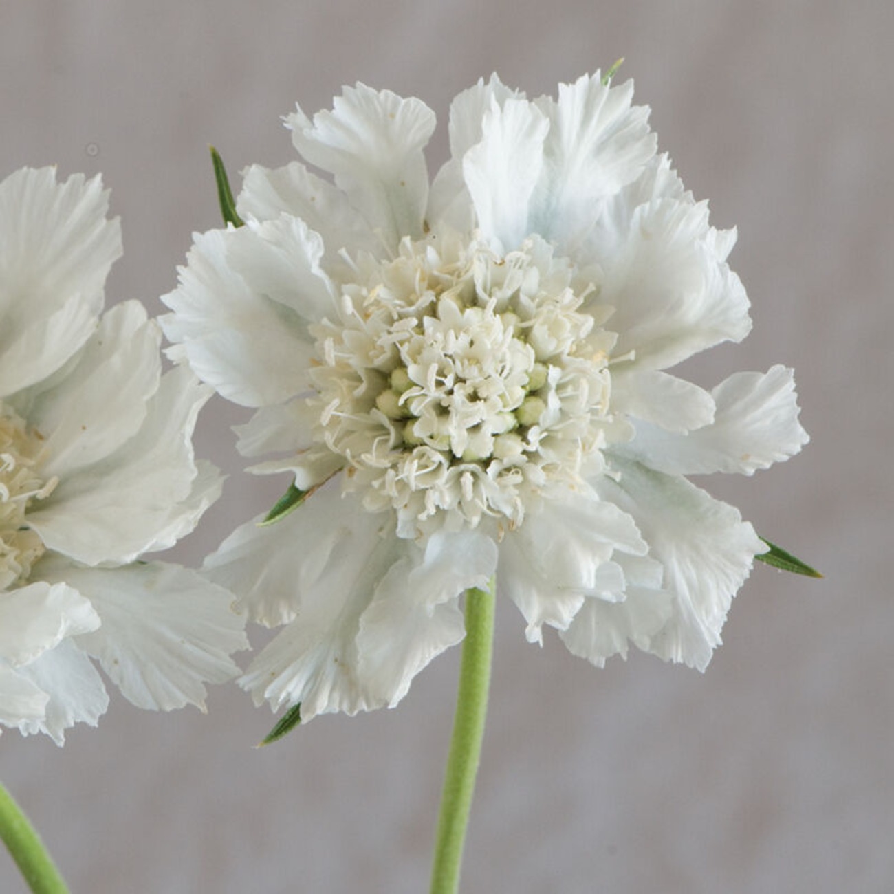 Johnny's Selected Seeds Fama Scabiosa