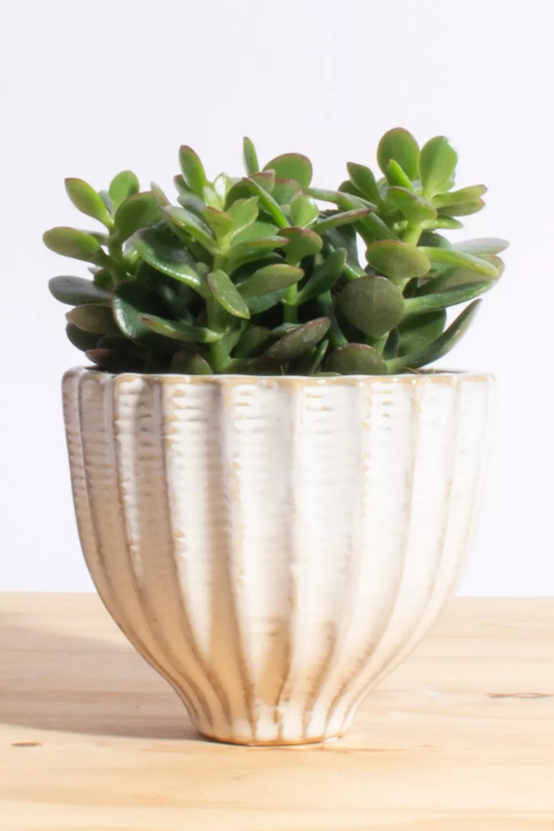 Home Botanicals Jade Succulent in Ceramic Planter - Thumbnail 2