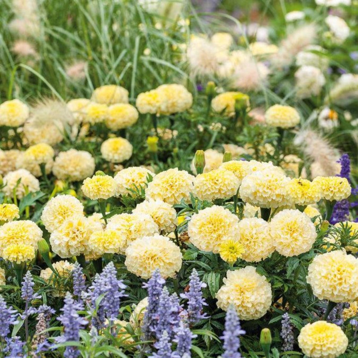 Eden Brothers African Marigold Seeds